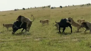 Lions Jump on Buffalo Mum's Back to Hunt Calf