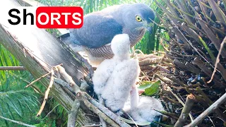 One Chick Died Undetermined, Mom & Baby Bird Decided to Eat the Body – Shikra Makes a Funeral