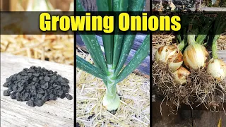 Planting Onions, Seed To Harvest - The Definitive Guide