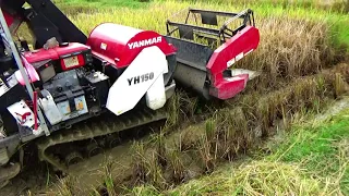 Yanmar Combine Harvester YH150 in action 3