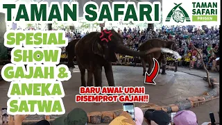 TERBARU !! spesial animal show, Taman Safari Indonesia Prigen JAWATIMUR.