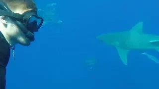 GoPro: Freediving with Bull Sharks in Jupiter, Florida