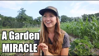 A Little Garden Miracle with a BIG Impact | Planting, Preserving, and Harvesting in Summer