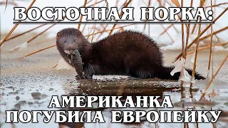 AMERICAN MINK: Fearless and brazen invader of Eurasia