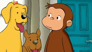 I cani amici di George  🐵 Curioso Come George 🐵 Cartoni per Bambini