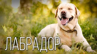 Labrador Retriever: Seafarer | Interesting facts about dog breeds