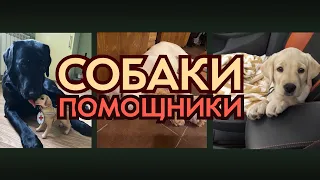 Собаки-поводыри. Дорога без преград