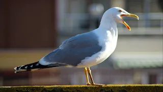 Seagull sound effect, seagulls screaming warning calls, ocean sound, beach and seagull, high quality