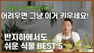 해🌞 안 들어오는 집 필수시청! 그늘식물 추천 BEST 5