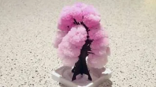 Magic Crystal Tree Time-lapse
