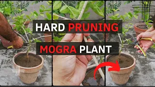 What is Hard Pruning? | Hard Pruning Motia/Mogra/Jasmine Plant | From The Garden