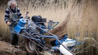 How to harvest water reed for thatching