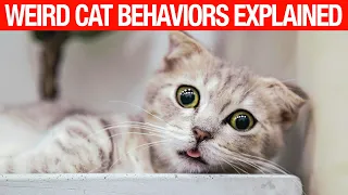 10 Strangest Cat Behaviors Explained