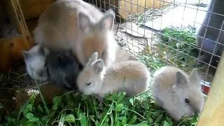 My Lionhead Rabbits !!!