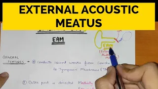 External Ear - 1 | External Acoustic Meatus