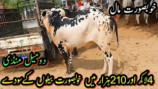 Domail Mandi Fateh jang-One day Before Eid update| Bulls for Qurbani Eid ul Adha 2022-Bakra Eid 2022