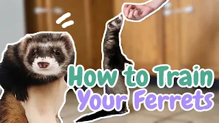 HOW TO TRAIN YOUR FERRETS | Pazuandfriends