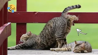 ПРИКОЛЫ С КОШКАМИ❗ 🐈 FUNNY CATS 🐱 Funniest Animal Videos