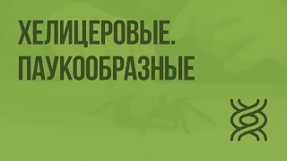 Хелицеровые. Паукообразные. Видеоурок по биологии 7 класс