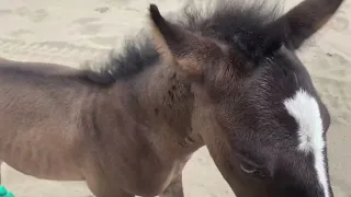 smokey the feral foal - Camilleshorsemanship