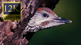 12K HDR 60fps Dolby Vision - Colorful World Animals - Sound Animals - Part 1