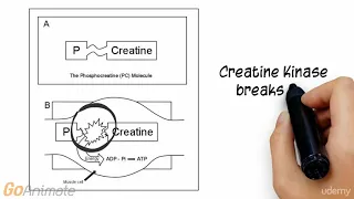 ATP Phosphocreatine System