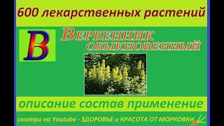 вербейник обыкновенный 600 лекарственных растений