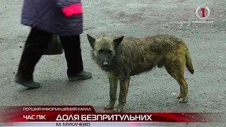 На морозі без їжі та домівки: волонтери розповіли як допомогти пережити зиму безпритульним тваринам