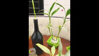 Lucky Bamboo 🔥