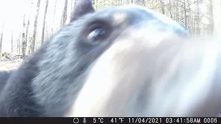 Black Bear Attacks Trail Camera