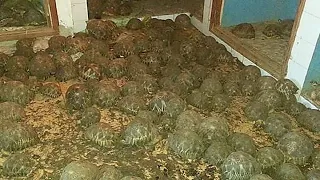 Police Called to Investigate Smell From an Abandoned House Didn't Expect to Find This