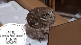 Owl Ray interferes with unpacking. Owl Yoll reluctantly left home to spend the night in the aviary