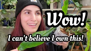 ANOTHER INSANE UNBOXING!! 😱 can't believe I own this RARE Philodendron from Jinger's Greenhouse!! 🥵