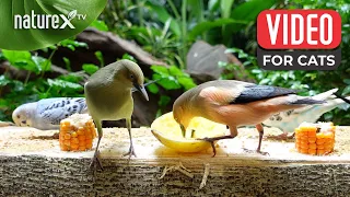 Bird video for cats to watch 🦜🐦 Shock! The whole flock of birds only eat mangoes and not corn