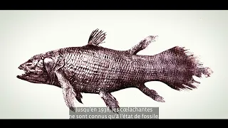 CCA - Musée de la Pêche : Cap sur les collections 2024 │ Le coelacanthe│ 5/5