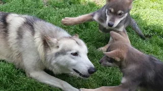 狼犬が成長すると上下関係はどうかわる？？