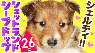 26th place Sheltie Shetland Sheepdog -Sheltie- ｜ TOP100 Cute dog breed video