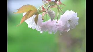 春の花・さくら