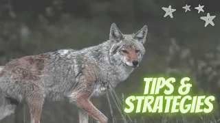 Coyote Hunting Tips | Ep. 1 - What do You Guys Want to See?