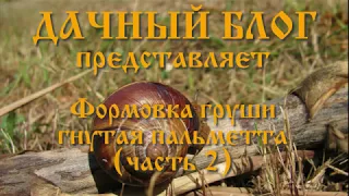 Формовка груши "гнутая пальметта" (часть 2)