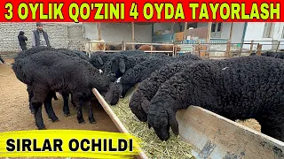 3 OYLIK QO'ZI BOQISH BIZNESI UY SHAROYITIDA SIRLAR OCHILDI.