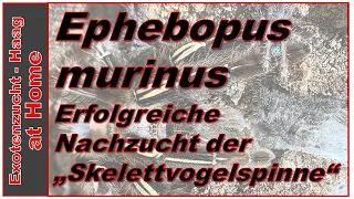 Erfolgreiche Nachzucht der "Skelettvogelspinne" Ephebopus murinus