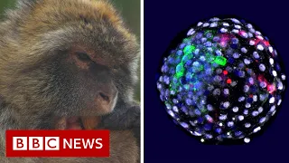 Human cells grown in monkey embryos spark ethical debate - BBC News