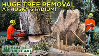 Huge Tree Removal at Husky Stadium! | Part 1