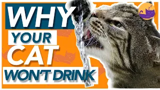 Why Your Cat WON'T Drink Water - How to Encourage Drinking!