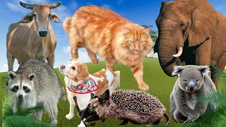 Distinguishing animals sounds: hedgehogs, cow, dog, bear, elephant, cat animal sound I animal video