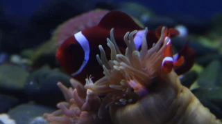 Clownfish Feeding Anemone