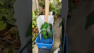 This completely changed how I water my plants