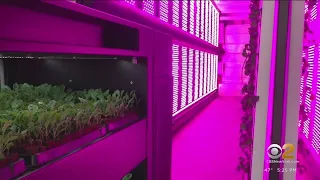 Harlem Grown opens new shipping container farm