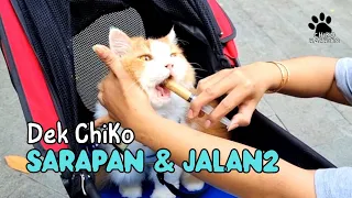 Dek Chiko Ikut Mami.  funny video try not to laugh, funny pets animals cat cats pet kucing